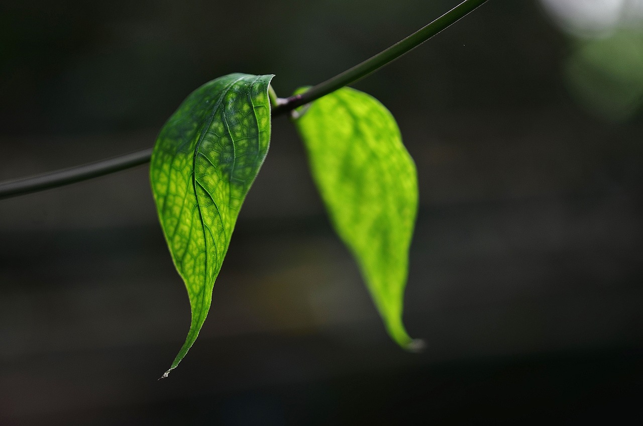 Garden Decor: DIY Outdoor Hanging Plants Ideas